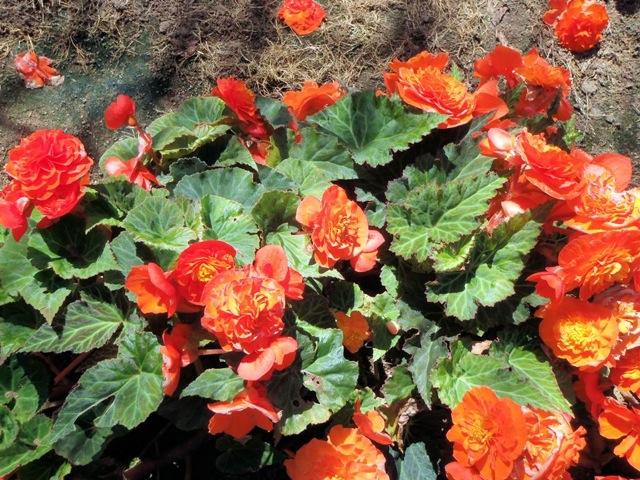 B. ‘Madame Coulat’